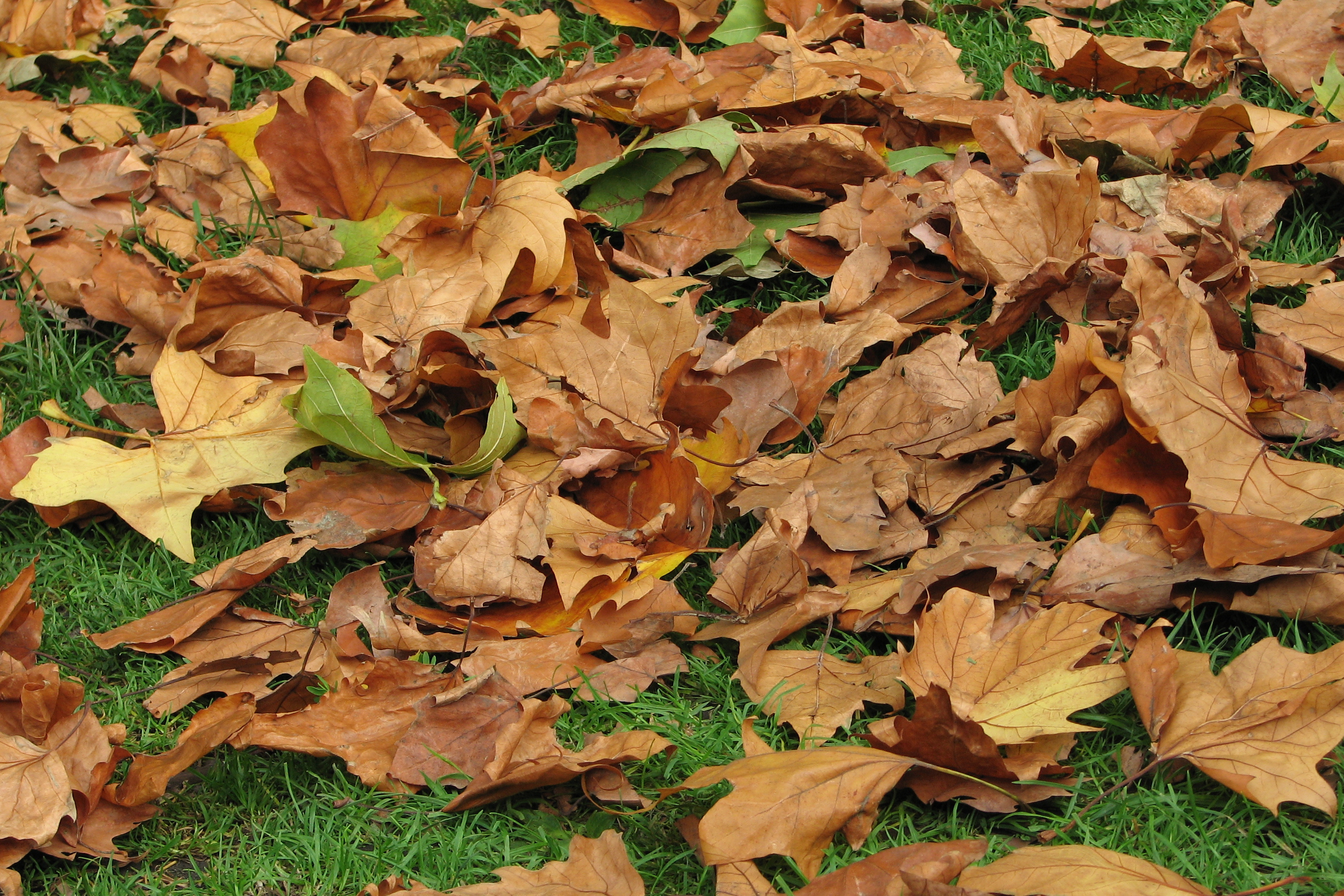 Fallen_autumn_leaves